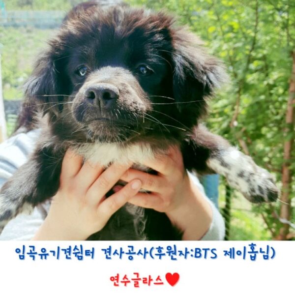 230902 J-hope has been sponsoring a dog shelter since past 2 years
